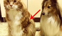 网红猫吃贝贝瓜,贝贝瓜成新宠